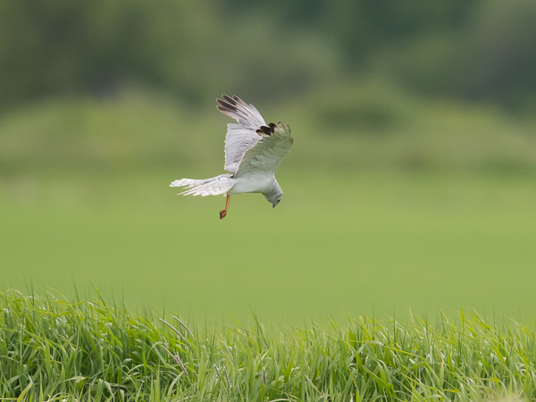 Arosuohaukka, Pallid Harrier, Circus macrourus