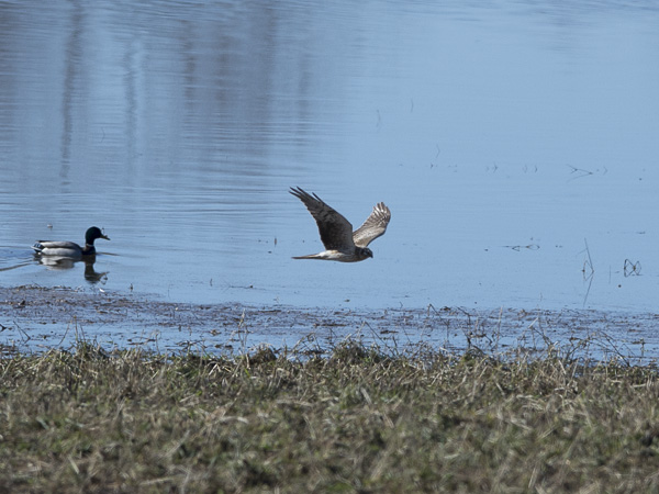 Arosuohaukka, Pallid Harrier, Circus macrourus