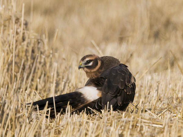 Arosuohaukka, Pallid Harrier, Circus macrourus