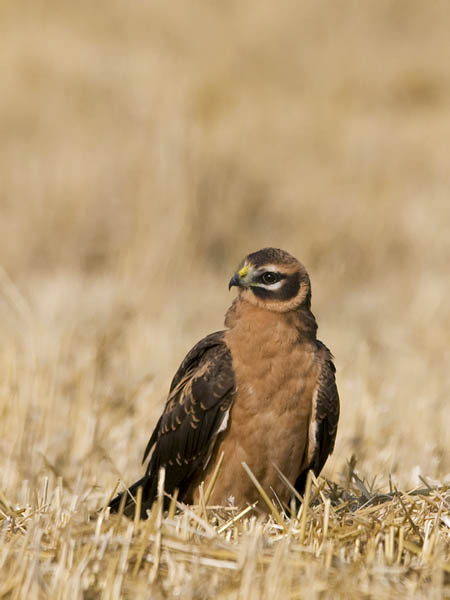Arosuohaukka, Pallid Harrier, Circus macrourus