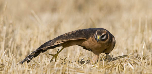 Arosuohaukka, Pallid Harrier, Circus macrourus