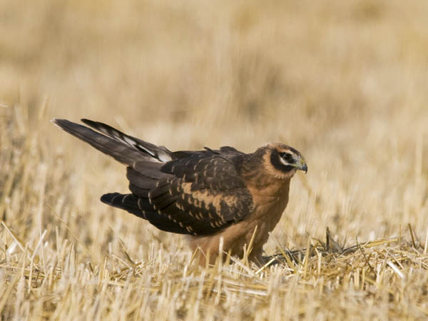 Arosuohaukka, Pallid Harrier, Circus macrourus