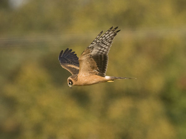 Arosuohaukka, Pallid Harrier, Circus macrourus