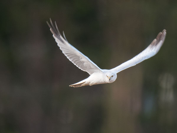 Arosuohaukka, Pallid Harrier, Circus macrourus