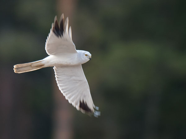 Arosuohaukka, Pallid Harrier, Circus macrourus