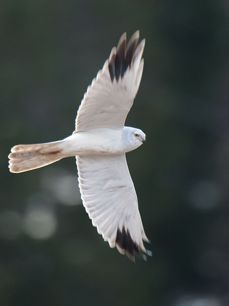 Arosuohaukka, Pallid Harrier, Circus macrourus