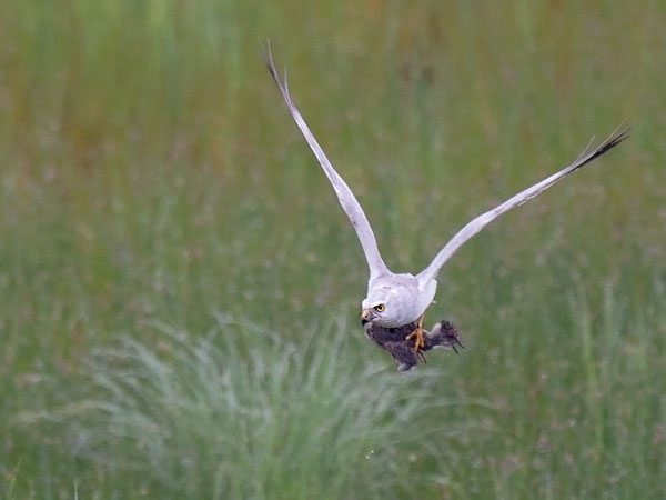Arosuohaukka, Pallid Harrier, Circus macrourus