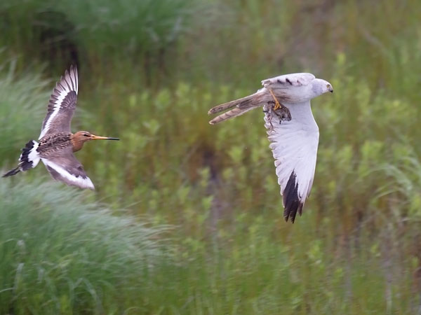 Arosuohaukka, Pallid Harrier, Circus macrourus