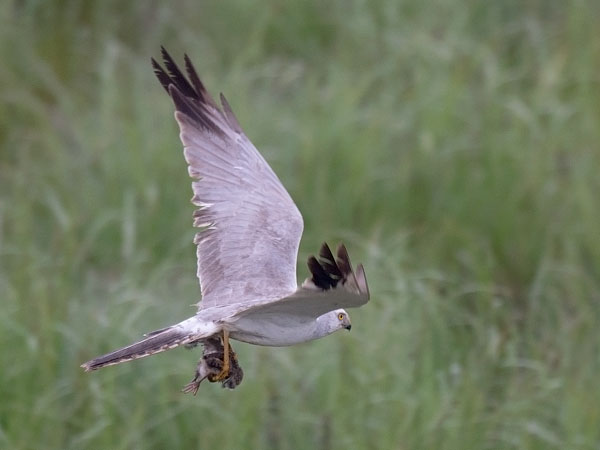 Arosuohaukka, Pallid Harrier, Circus macrourus