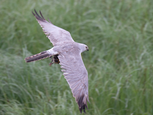 Arosuohaukka, Pallid Harrier, Circus macrourus