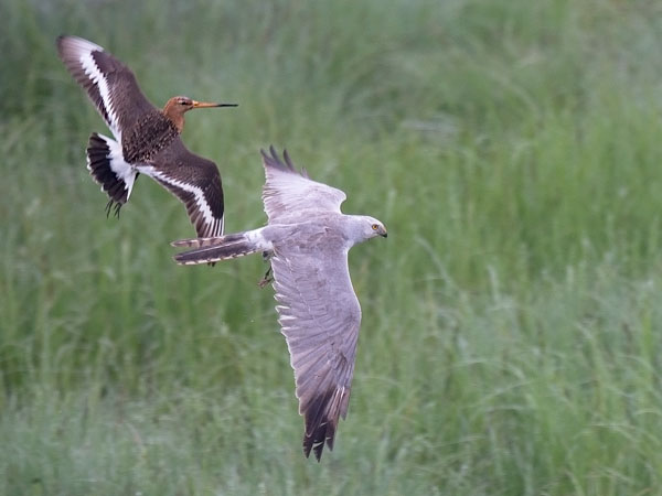 Arosuohaukka, Pallid Harrier, Circus macrourus