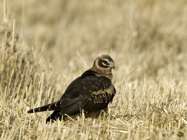 Arosuohaukka, Pallid Harrier, Circus macrourus