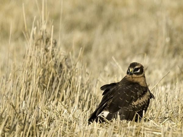 Arosuohaukka, Pallid Harrier, Circus macrourus