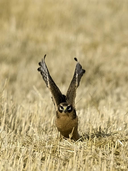 Arosuohaukka, Pallid Harrier, Circus macrourus
