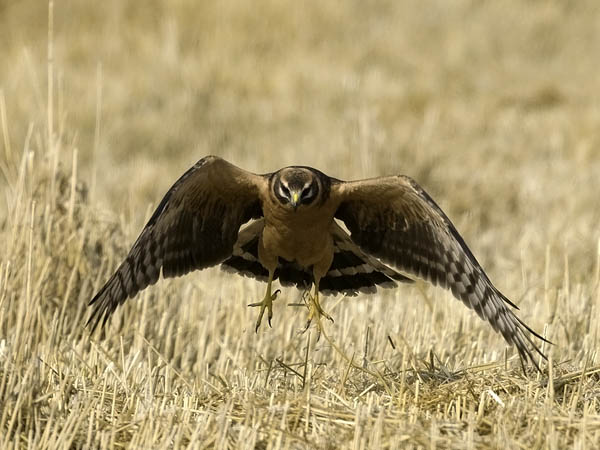 Arosuohaukka, Pallid Harrier, Circus macrourus