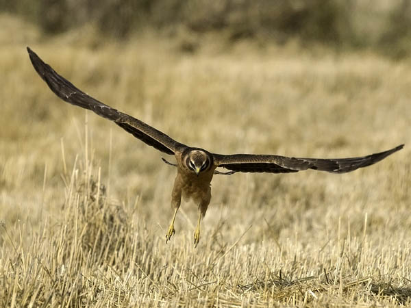 Arosuohaukka, Pallid Harrier, Circus macrourus