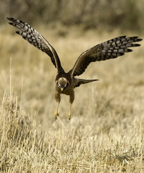 Arosuohaukka, Pallid Harrier, Circus macrourus