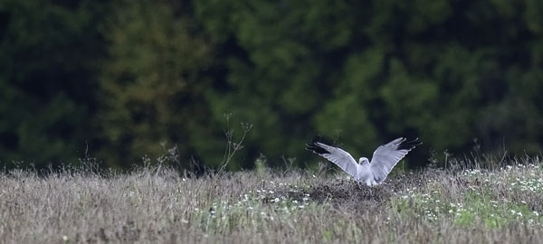 Arosuohaukka, Pallid Harrier, Circus macrourus
