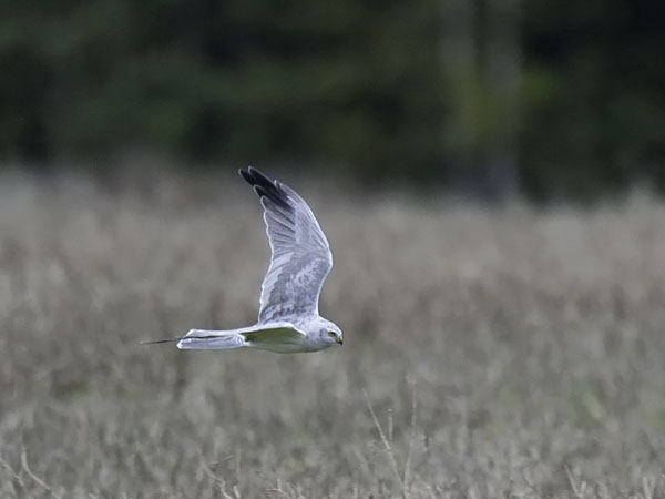 Arosuohaukka, Pallid Harrier, Circus macrourus
