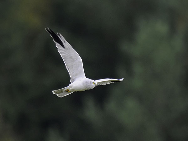 Arosuohaukka, Pallid Harrier, Circus macrourus