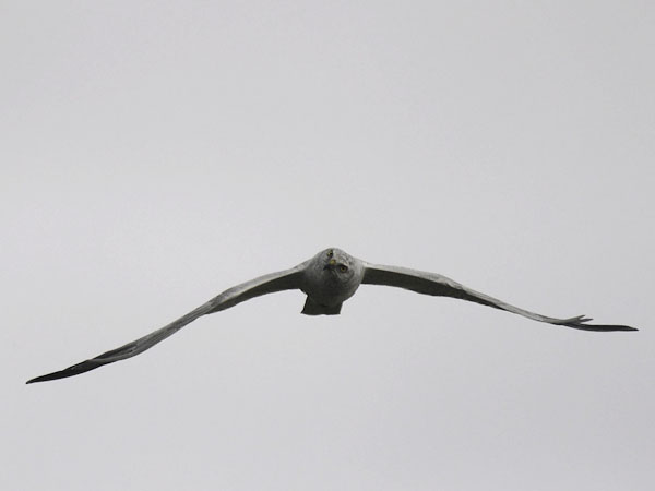 Arosuohaukka, Pallid Harrier, Circus macrourus