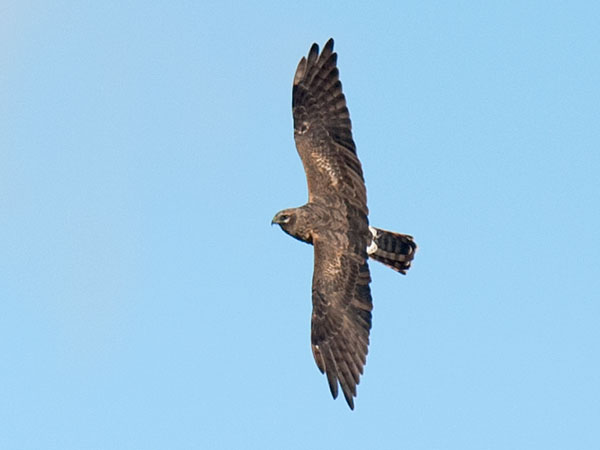 Arosuohaukka, Pallid Harrier, Circus macrourus
