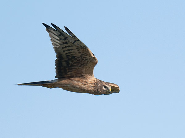 Arosuohaukka, Pallid Harrier, Circus macrourus