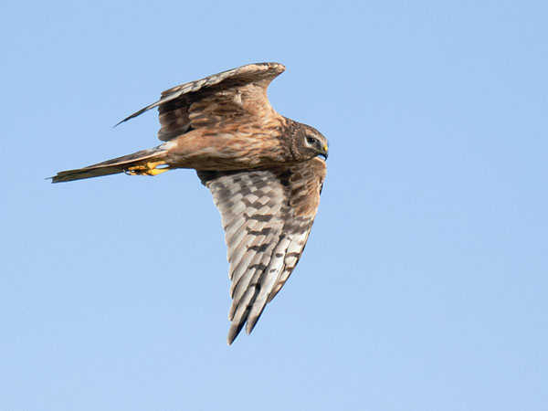 Arosuohaukka, Pallid Harrier, Circus macrourus