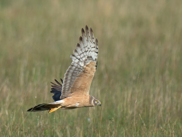 Arosuohaukka, Pallid Harrier, Circus macrourus