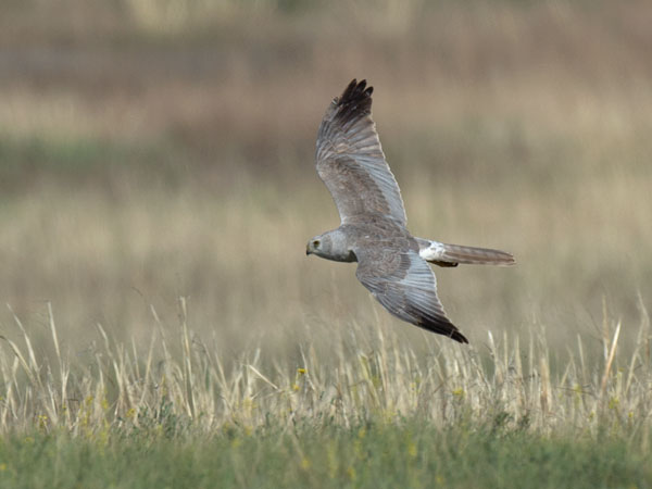 Arosuohaukka, Pallid Harrier, Circus macrourus