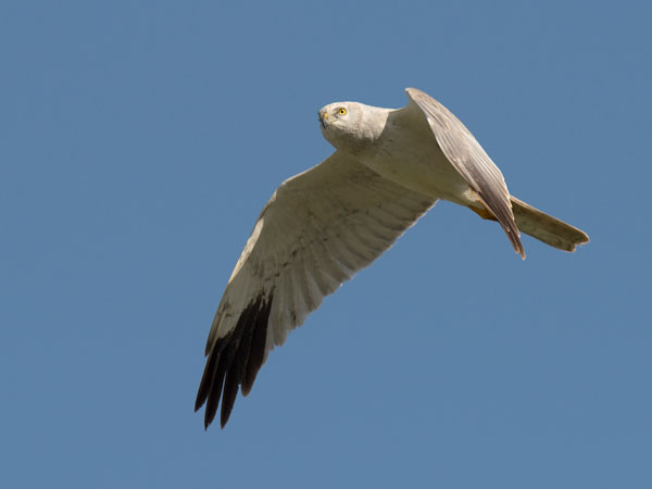 Arosuohaukka, Pallid Harrier, Circus macrourus