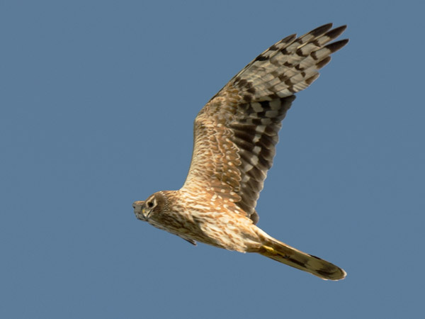 Arosuohaukka, Pallid Harrier, Circus macrourus