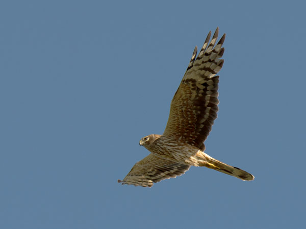 Arosuohaukka, Pallid Harrier, Circus macrourus