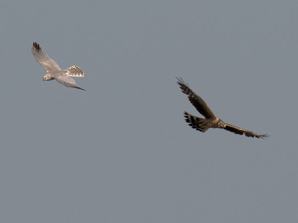 Arosuohaukka, Pallid Harrier, Circus macrourus
