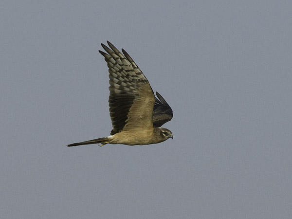 Niittysuohaukka, Montagu's Harrier, Circus pygargus