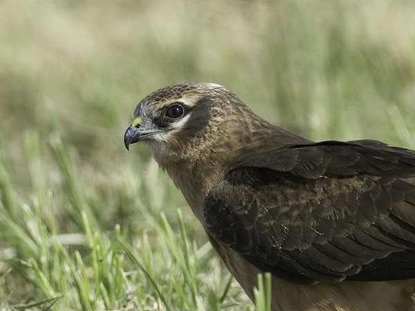Niittysuohaukka, Montagu's Harrier, Circus pygargus