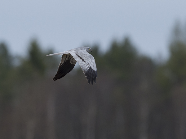 Niittysuohaukka, Montagu's Harrier, Circus pygargus