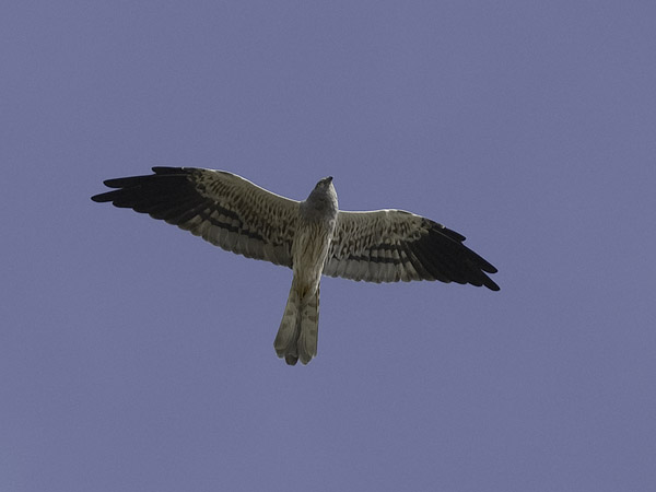 Niittysuohaukka, Montagu's Harrier, Circus pygargus