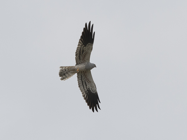 Niittysuohaukka, Montagu's Harrier, Circus pygargus