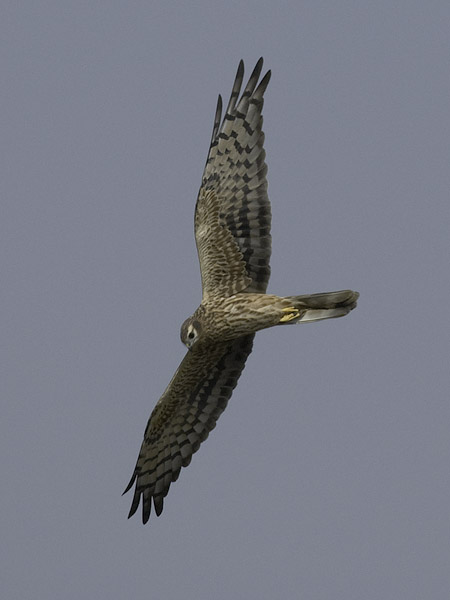 Niittysuohaukka, Montagu's Harrier, Circus pygargus