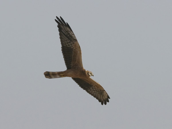 Niittysuohaukka, Montagu's Harrier, Circus pygargus