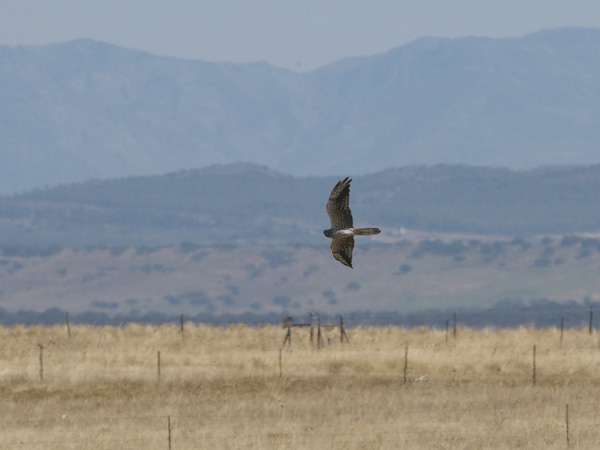 Niittysuohaukka, Montagu's Harrier, Circus pygargus