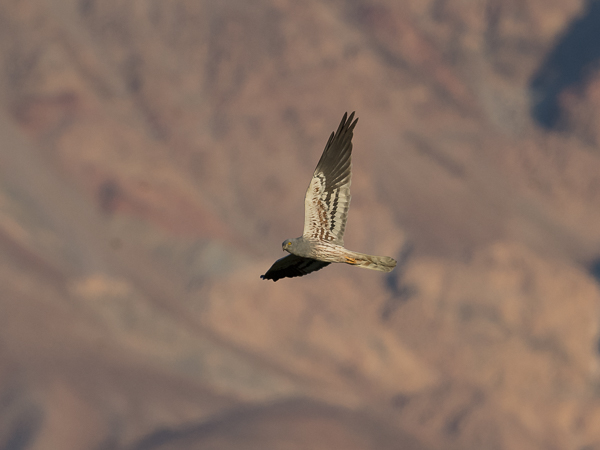 Niittysuohaukka, Montagu's Harrier, Circus pygargus