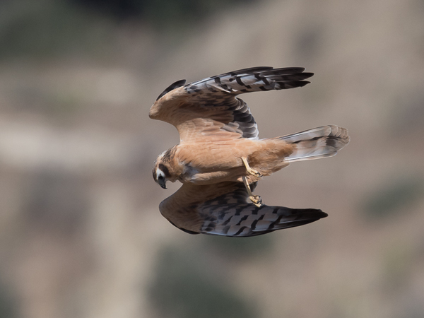 Niittysuohaukka, Montagu's Harrier, Circus pygargus