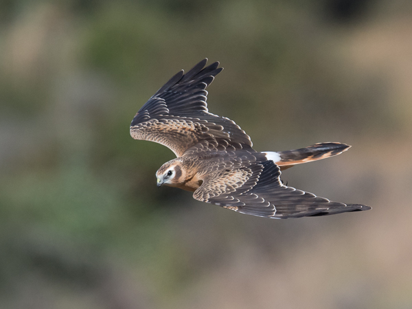 Niittysuohaukka, Montagu's Harrier, Circus pygargus