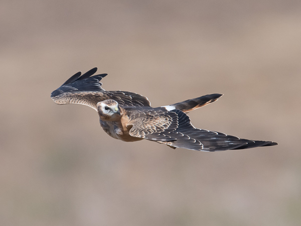 Niittysuohaukka, Montagu's Harrier, Circus pygargus