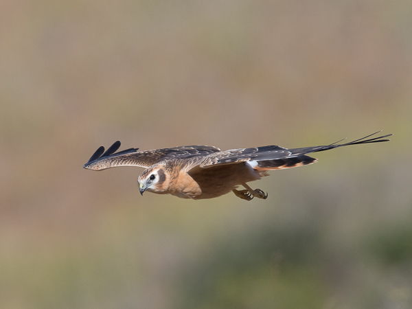 Niittysuohaukka, Montagu's Harrier, Circus pygargus
