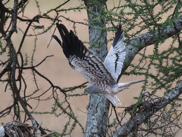Niittysuohaukka, Montagu's Harrier, Circus pygargus