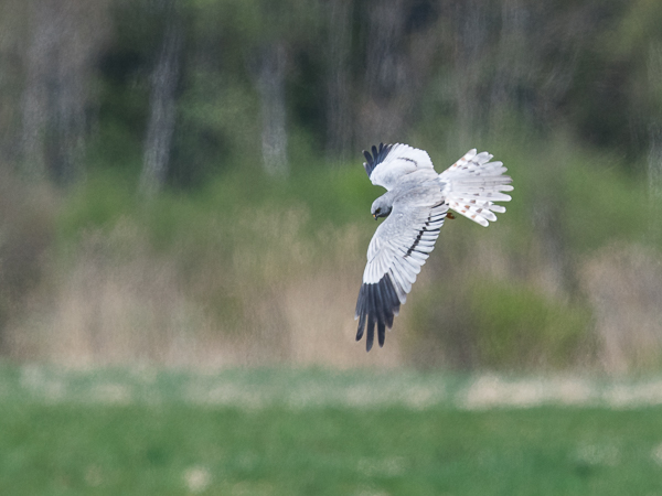 Niittysuohaukka, Montagu's Harrier, Circus pygargus