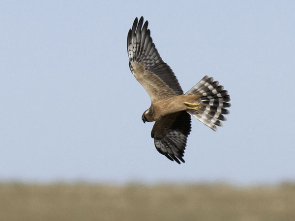 Niittysuohaukka, Montagu's Harrier, Circus pygargus
